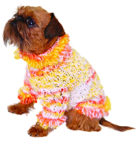 Собака в свитере — стоковое фото