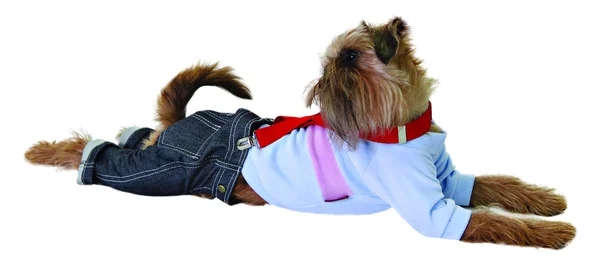 Hond in jeans en trui — Stockfoto