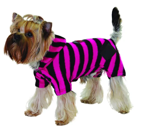 Dog striped black-pink suit — Stock Photo, Image