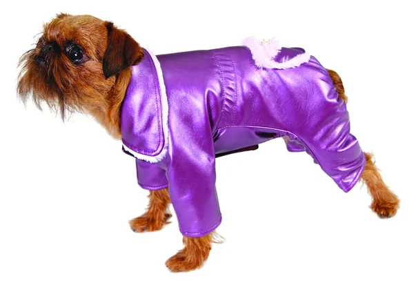 Hond in paarse pak — Stockfoto
