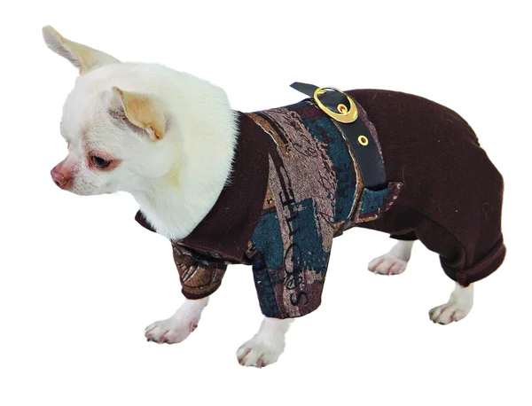 Σκύλος σε καφέ κοστούμι — Φωτογραφία Αρχείου