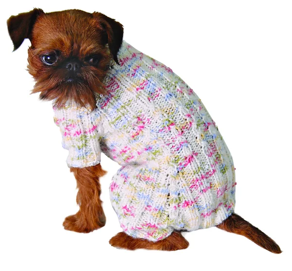 스웨터 개 — 스톡 사진