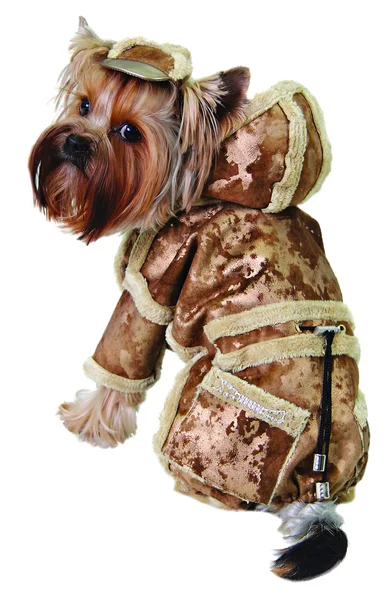 Cristmass takım elbiseli köpek — Stok fotoğraf