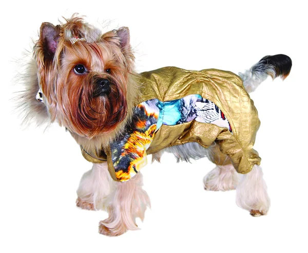 Hund im Cristal-Anzug — Stockfoto
