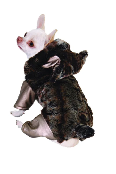 Σκυλί στο κοστούμι Χριστουγέννων Ρεβεγιόν με ζωντανή — Φωτογραφία Αρχείου