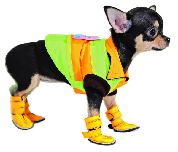 Собака в костюмі квінмаса — стокове фото