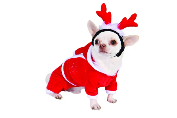 Dog in cristmass suit — Stock Photo, Image