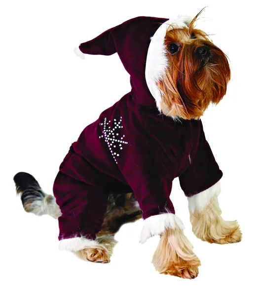 Cristmass takım elbiseli köpek — Stok fotoğraf