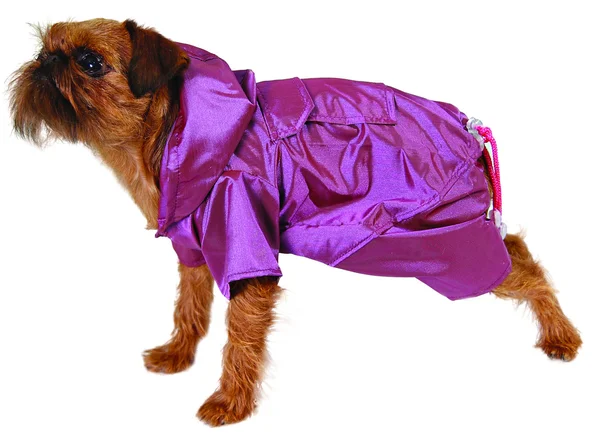 Hund im Cristal-Anzug — Stockfoto