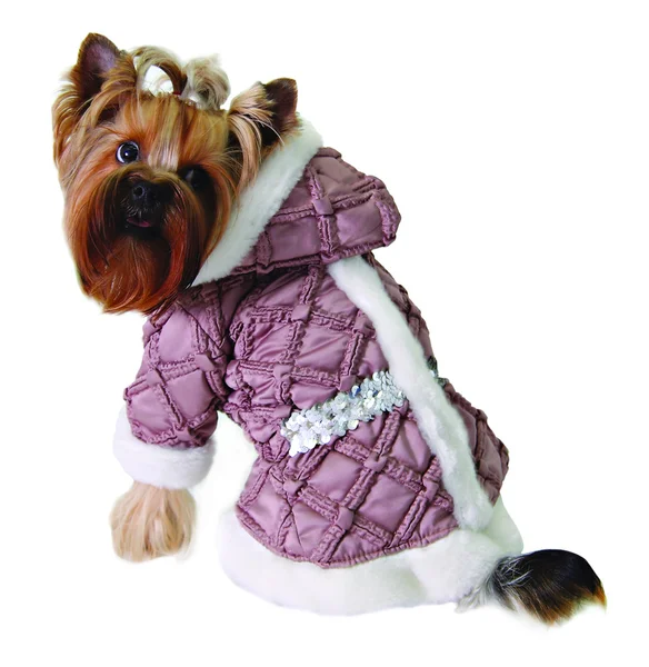 犬の cristmass スーツ — ストック写真