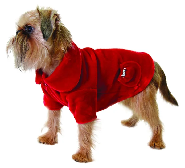 Dog in red jacket — Stock Photo, Image
