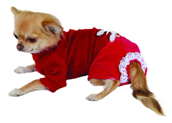 Hund in rotem Pullover und roter Hose — Stockfoto