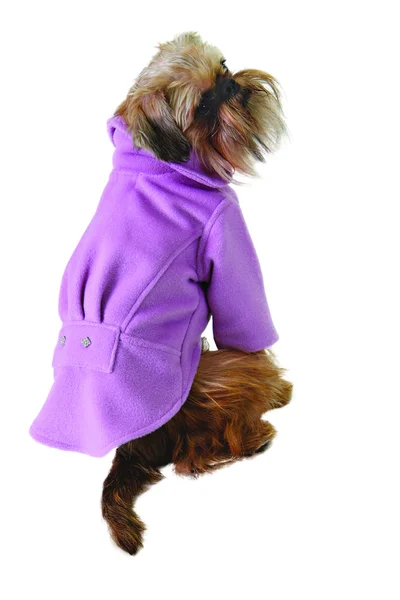 Kutya a lila kabát — Stock Fotó