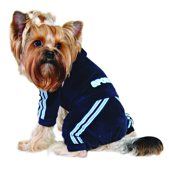 Hond in blauwe sport pak — Stockfoto
