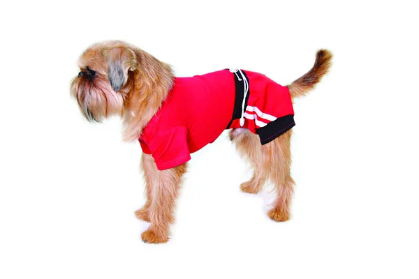 Dog in red sport suit — Stock Photo, Image