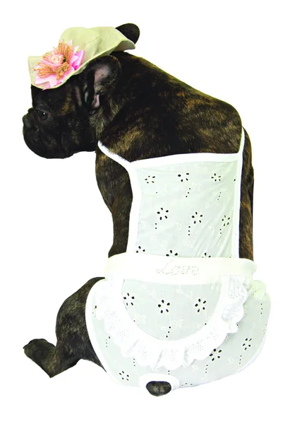 Dog in white dress — Stock Photo, Image