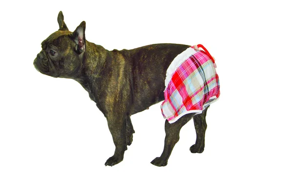 Hond in korte broek — Stockfoto