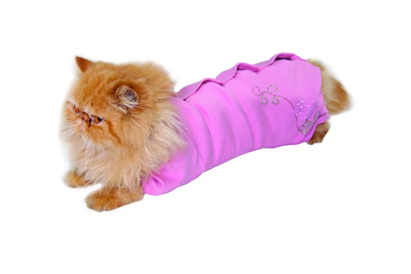 stock image Persian cat in pink sweater