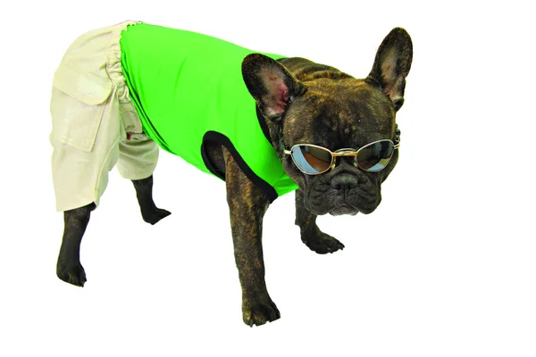 Σκυλί στο πράσινο πουκάμισο άμμο σορτς και γυαλί — Φωτογραφία Αρχείου