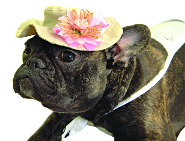 Hund i hatt med blomma — Stockfoto