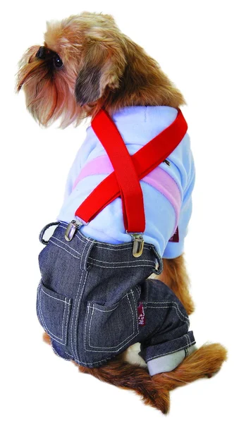 Собака в джинсах і светрі — стокове фото