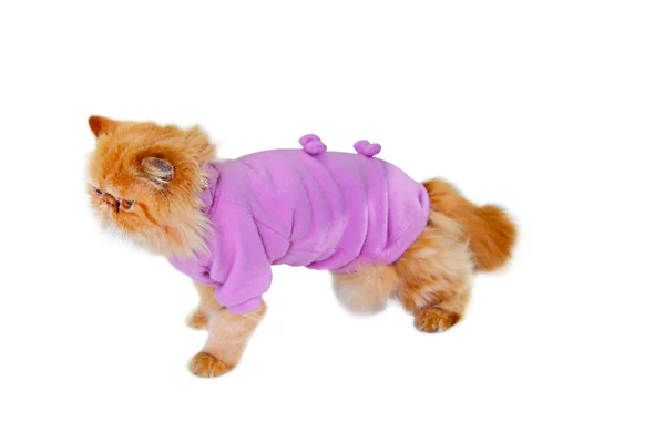 Персидская кошка в розовом свитере — стоковое фото