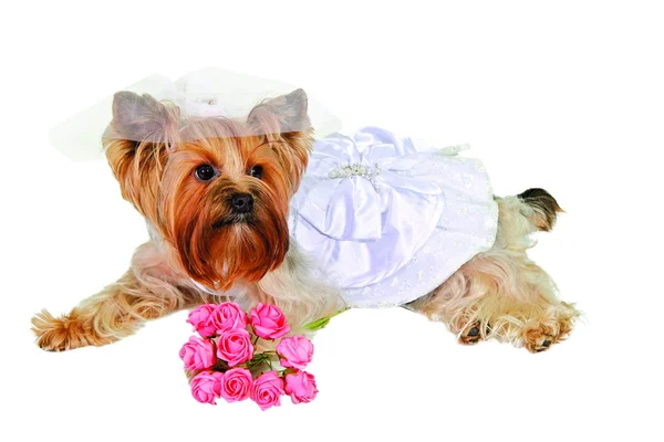 Cane in abito da sposa — Foto Stock