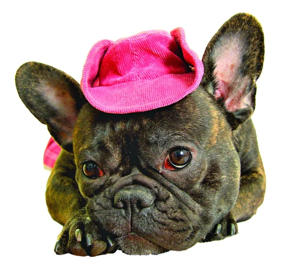 Dog in pink cowboy hat — Stock Photo, Image