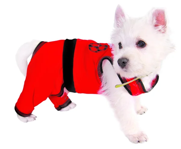 Dog in red suit — Stock Photo, Image