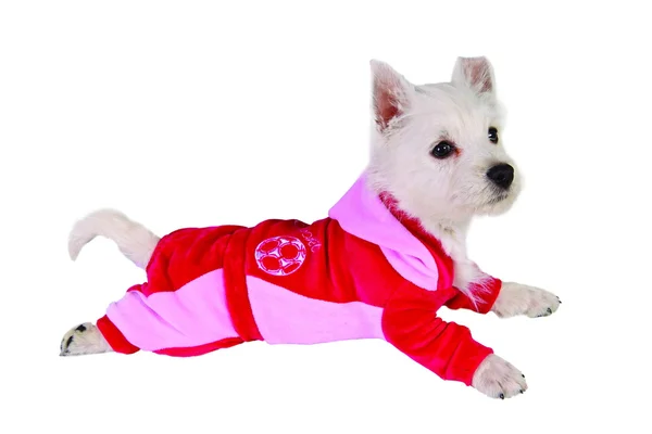 Hund im roten Anzug — Stockfoto