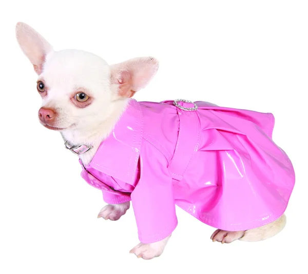Cão em capa de chuva rosa — Fotografia de Stock