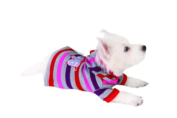 Cão em suéter — Fotografia de Stock