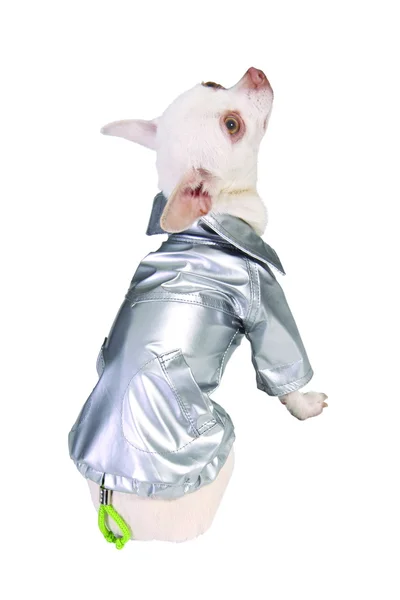 Собака в срібному дощовому пальто — стокове фото