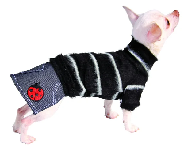 Собака в джинсовій спідниці і светрі — стокове фото