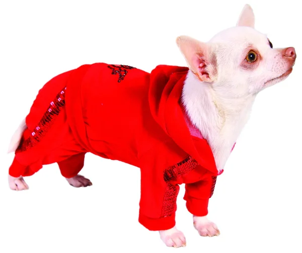 Hond in rood pak — Stockfoto