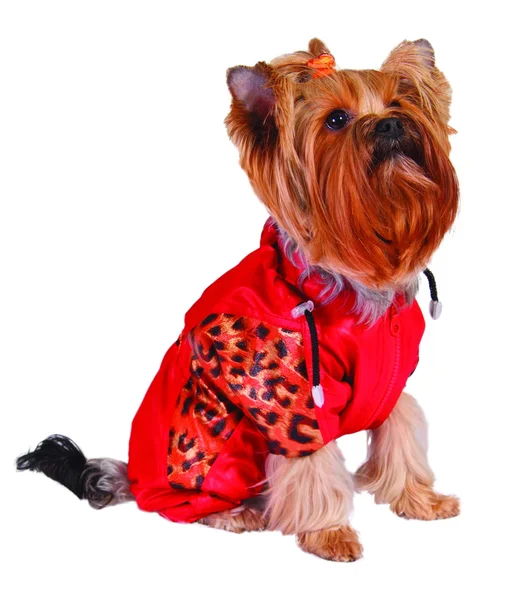 Hund in roter Jacke — Stockfoto