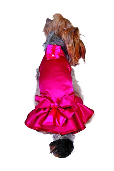 Cão no vestido — Fotografia de Stock