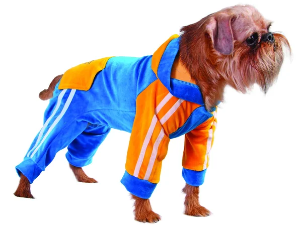 Hund im blauen Anzug — Stockfoto