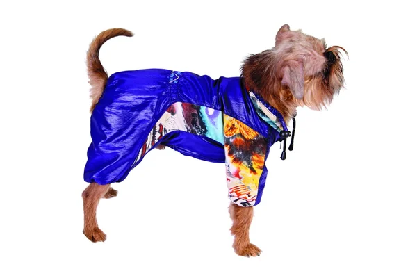 Hund im blauen Anzug — Stockfoto