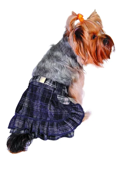 Hond in rok — Stockfoto