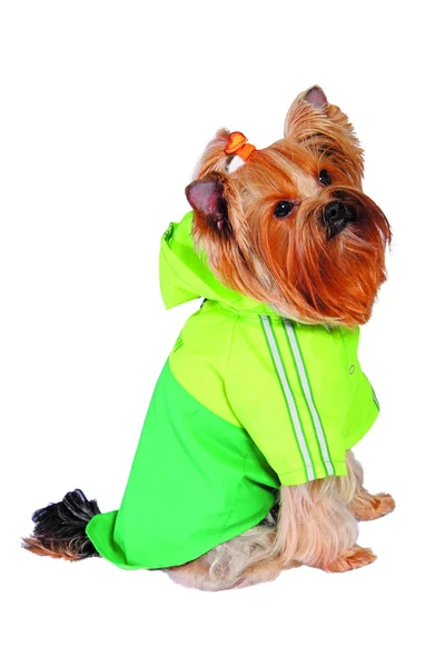狗在绿色的雨外套 — 图库照片