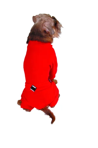 Пес в красном костюме — стоковое фото