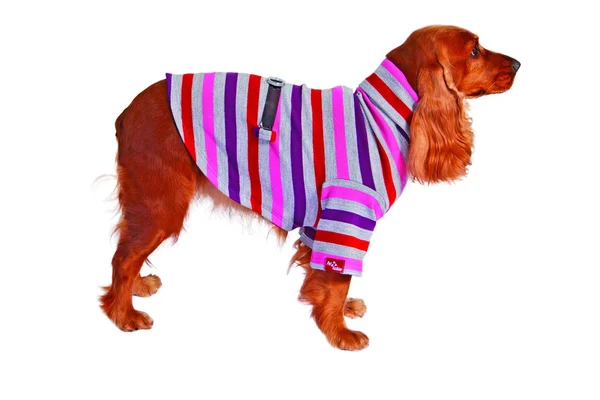 Hund im Pullover — Stockfoto