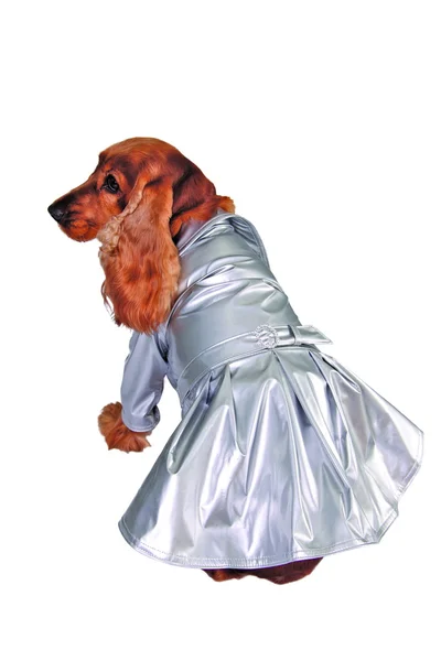 Собака в срібному дощовому пальто — стокове фото