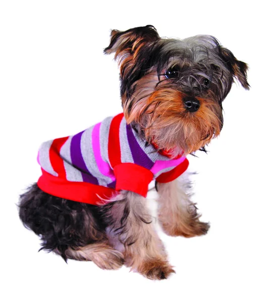 Perro en suéter — Foto de Stock