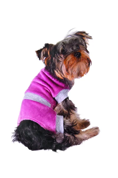 Dog in sweater — Stock Photo, Image