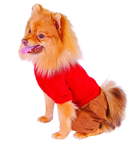 Собака в свитере и шортах — стоковое фото