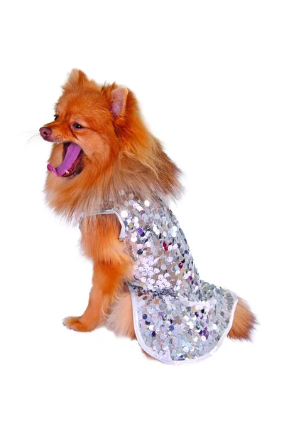 Dog in dress — Stock Photo, Image