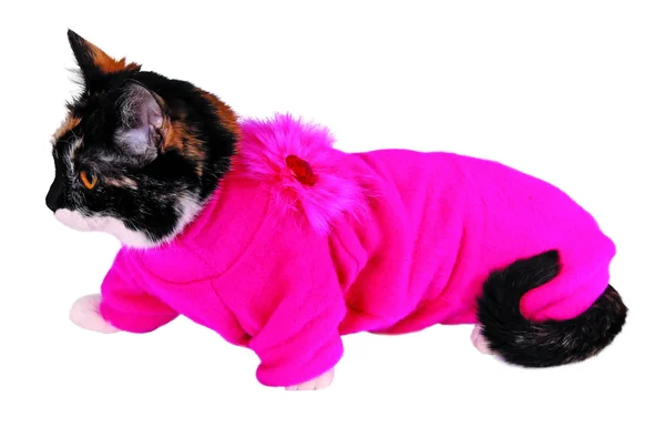 Gato en suéter — Foto de Stock
