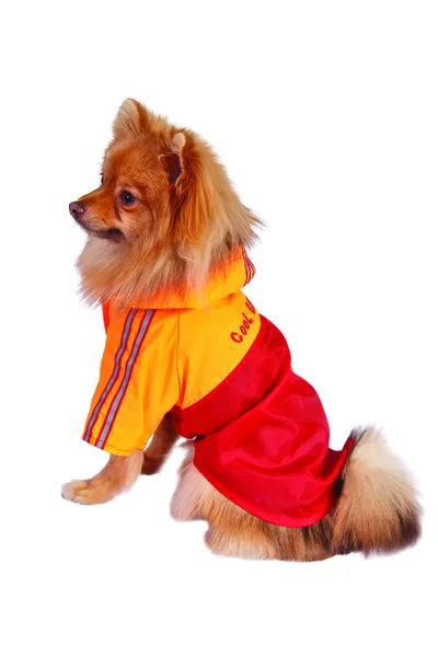 Köpek kırmızı-yağmur-ceket — Stok fotoğraf